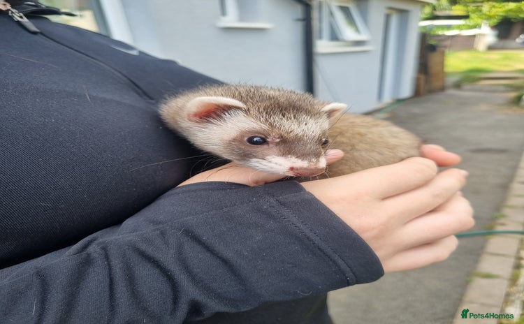 Ferret rodents - Advert 5