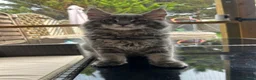 Maine Coon cats for sale: TICA Maine Coon Girls Ready Now DNA clear  - Advert 29