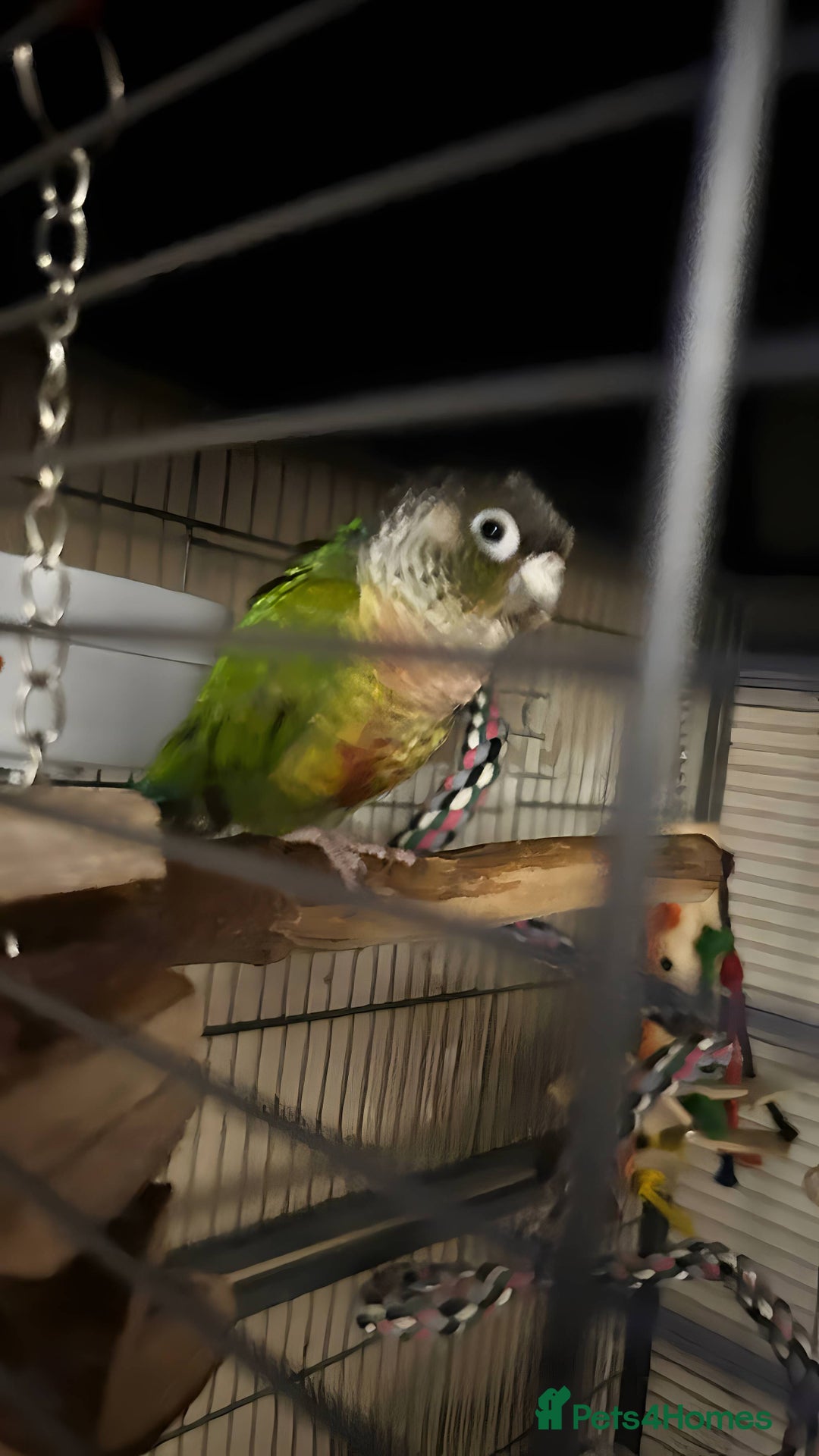 Conures birds for sale: Green check yellow sided conure , with xl cage - Advert 5