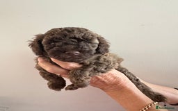 Cavapoo dogs for sale: Beautiful Toy F1b Cavapoo puppies  in Liskeard - Image 23
