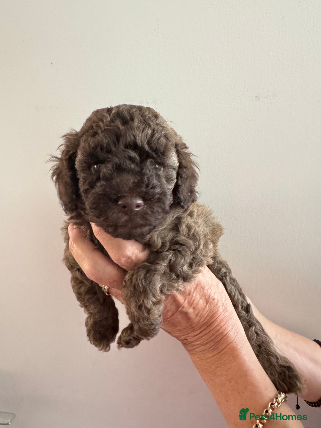 Cavapoo dogs for sale: Beautiful Toy F1b Cavapoo puppies  in Liskeard - Image 23
