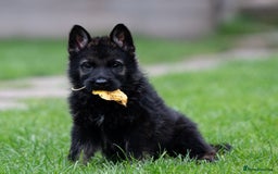 German Shepherd dogs for sale: Czech German Shepherd Male puppy - Image 3