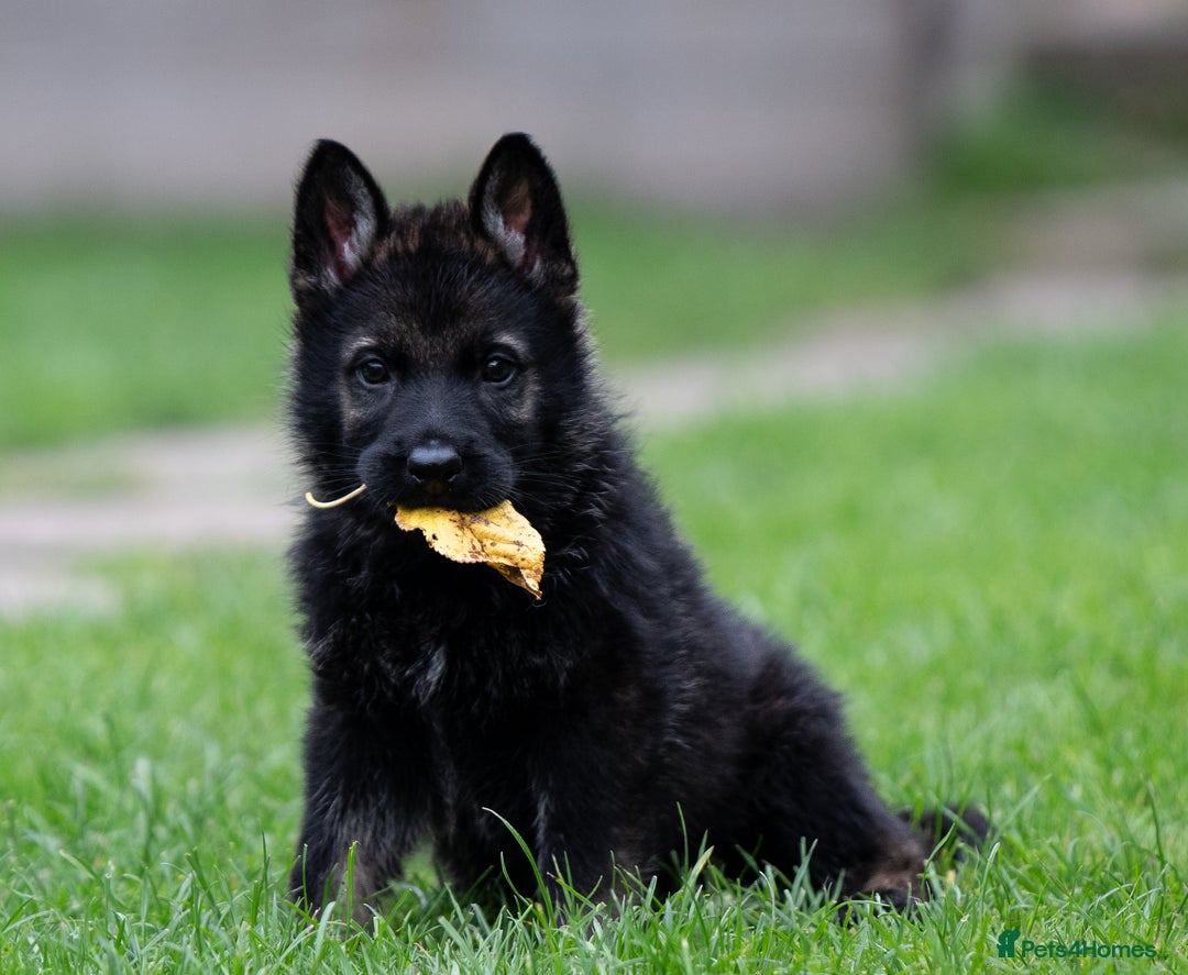 German Shepherd dogs for sale: Czech German Shepherd Male puppy - Image 3