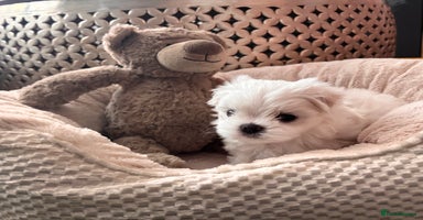 Maltese dogs - Advert 6