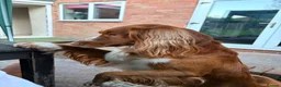 Sprocker dogs for sale: Monty needs new home in Kidderminster - Advert 3