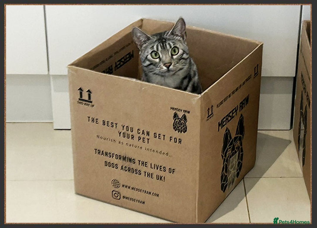 Bengal cats for sale: Silver Spotted Bengal Siblings Haja And Tala - Image 26