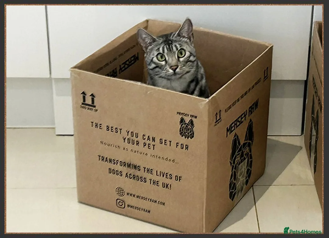 Bengal cats for sale: Now Reserved: Bengal Siblings Haja And Tala - Advert 26