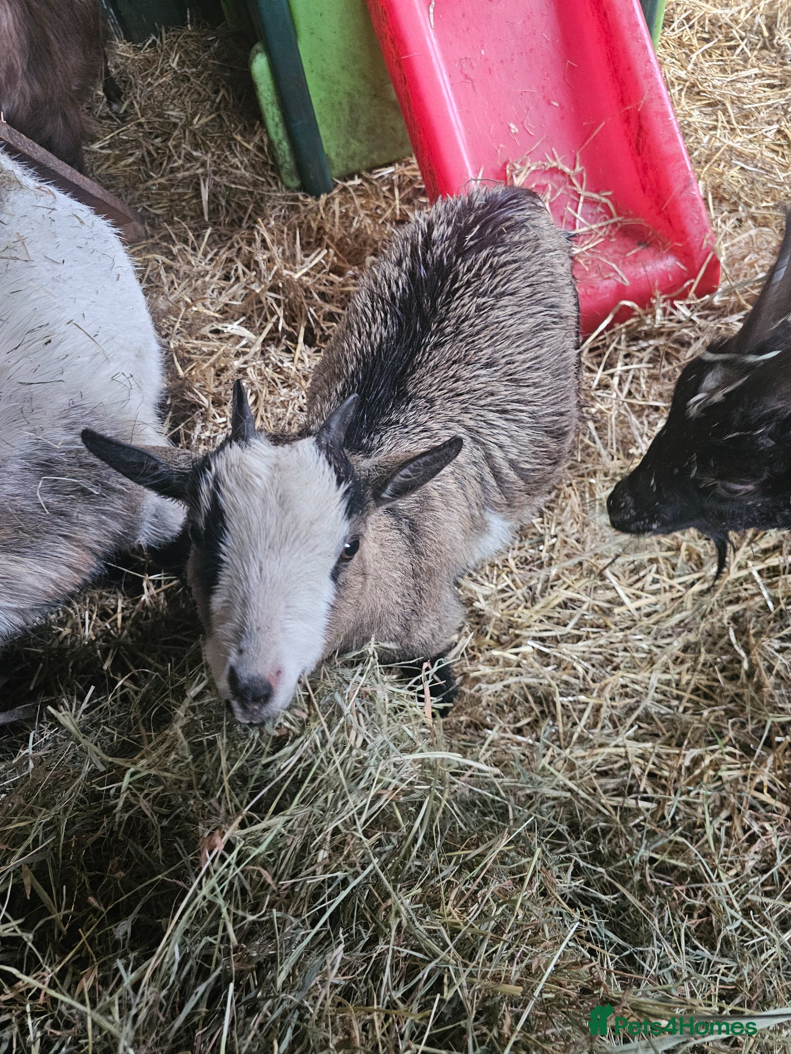 Goats livestock Pygmy goats mums with kids at foot - Advert 2