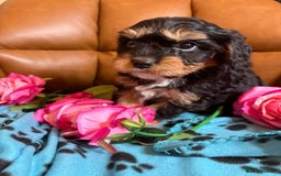 Cavapoo dogs for sale: Ruby &black n tan boys and girls  - Image 6