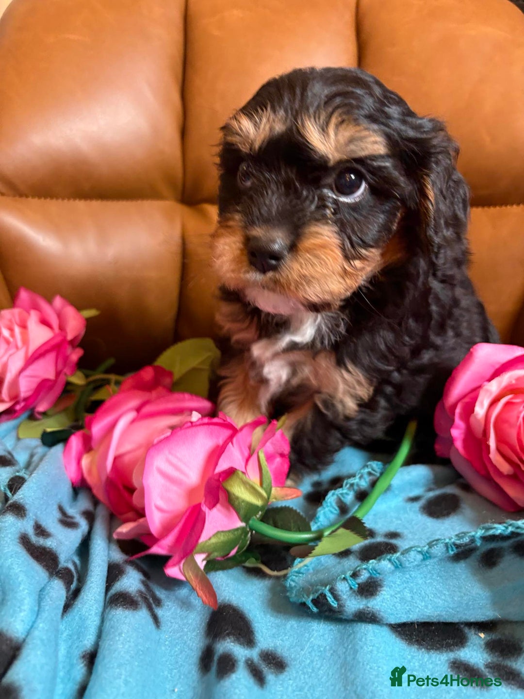 Cavapoo dogs for sale: Ruby &black n tan boys and girls  - Image 6