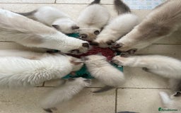 Ragdoll cats for sale: Pedigree Bicolour Ragdoll kittens  - Image 7