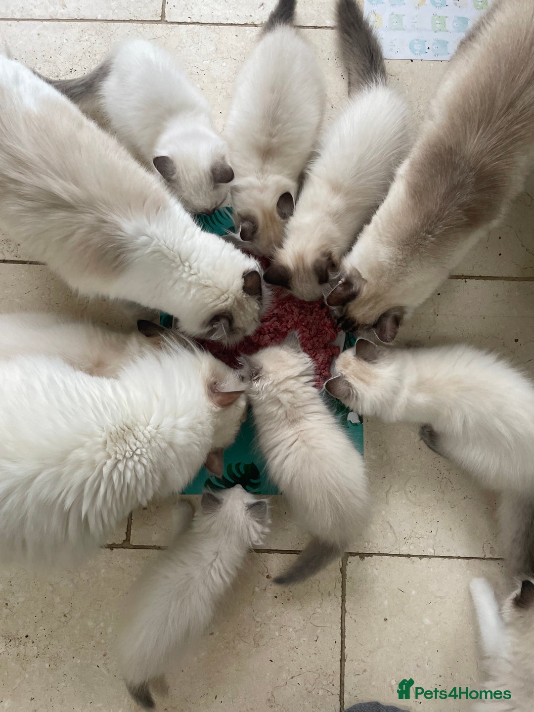 Ragdoll cats for sale: Pedigree Bicolour Ragdoll kittens  - Image 7