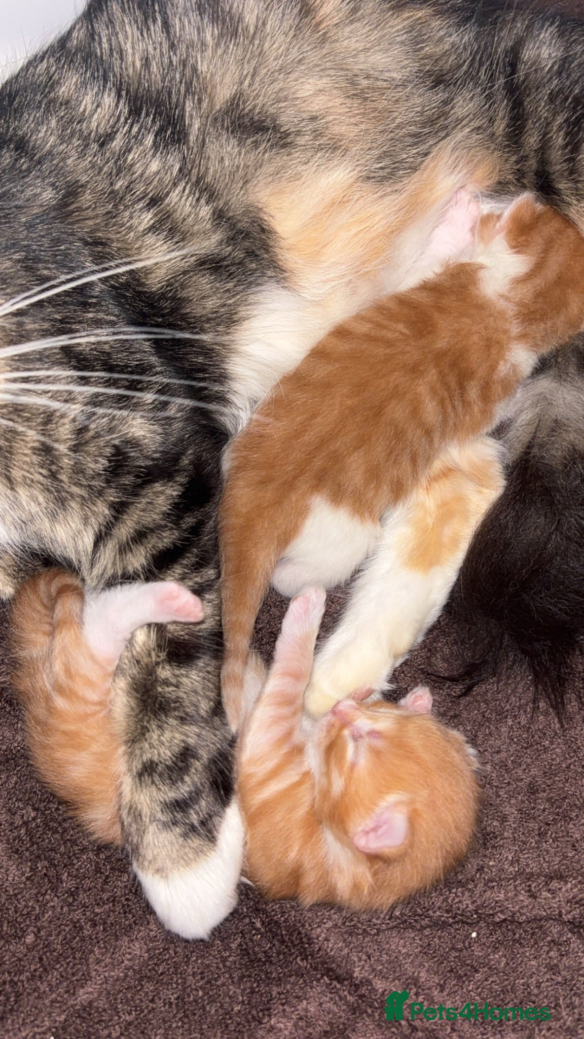 Mixed Breed cats Beautiful striped ginger kittens🐾 - Advert 3