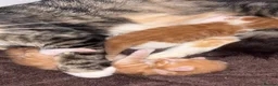 Mixed Breed cats for sale: Beautiful striped ginger kittens🐾 - Advert 1