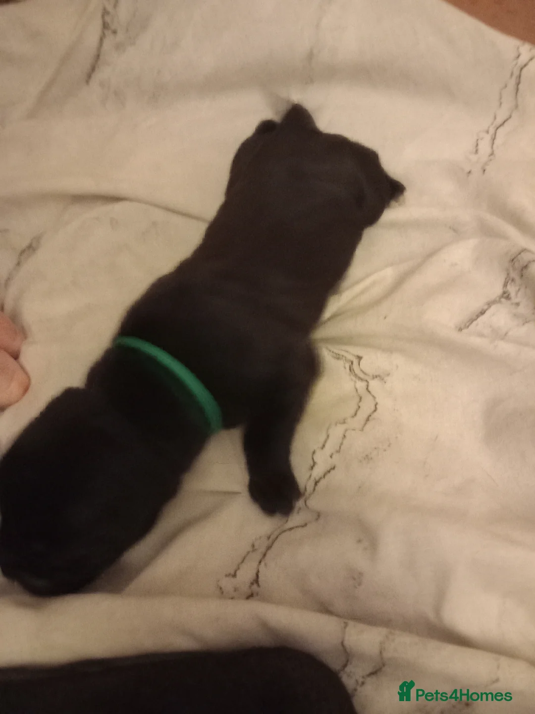 Cane Corso dogs for sale: 10 Cane Corso Puppies - Advert 4