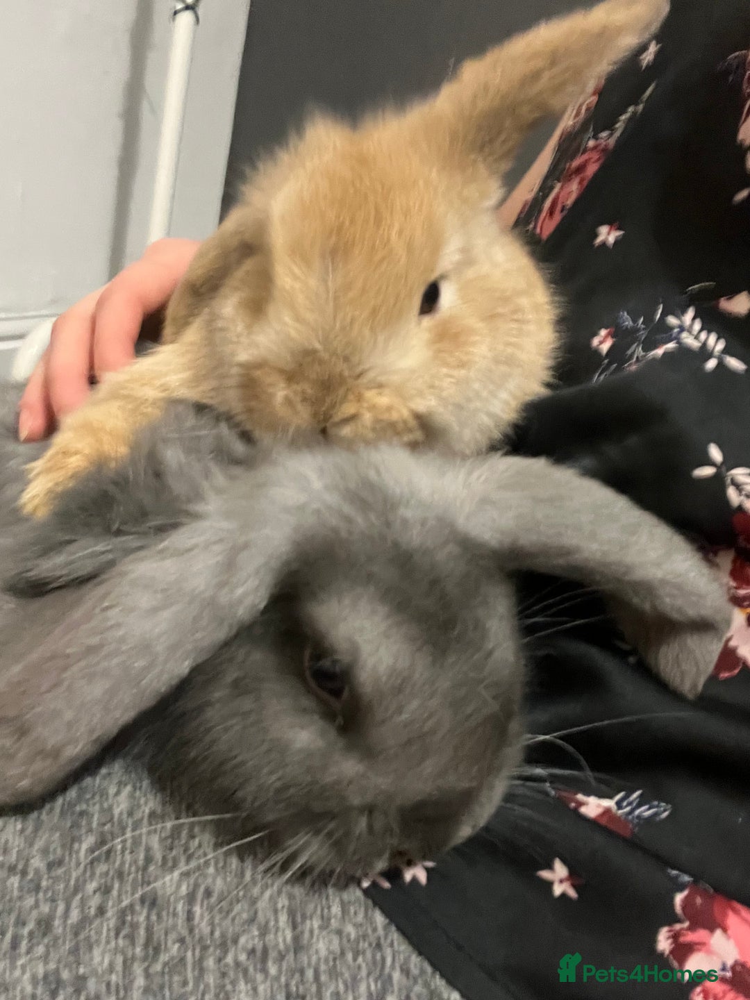 French Lop rabbits for sale: Little bunny’s  - Advert 21