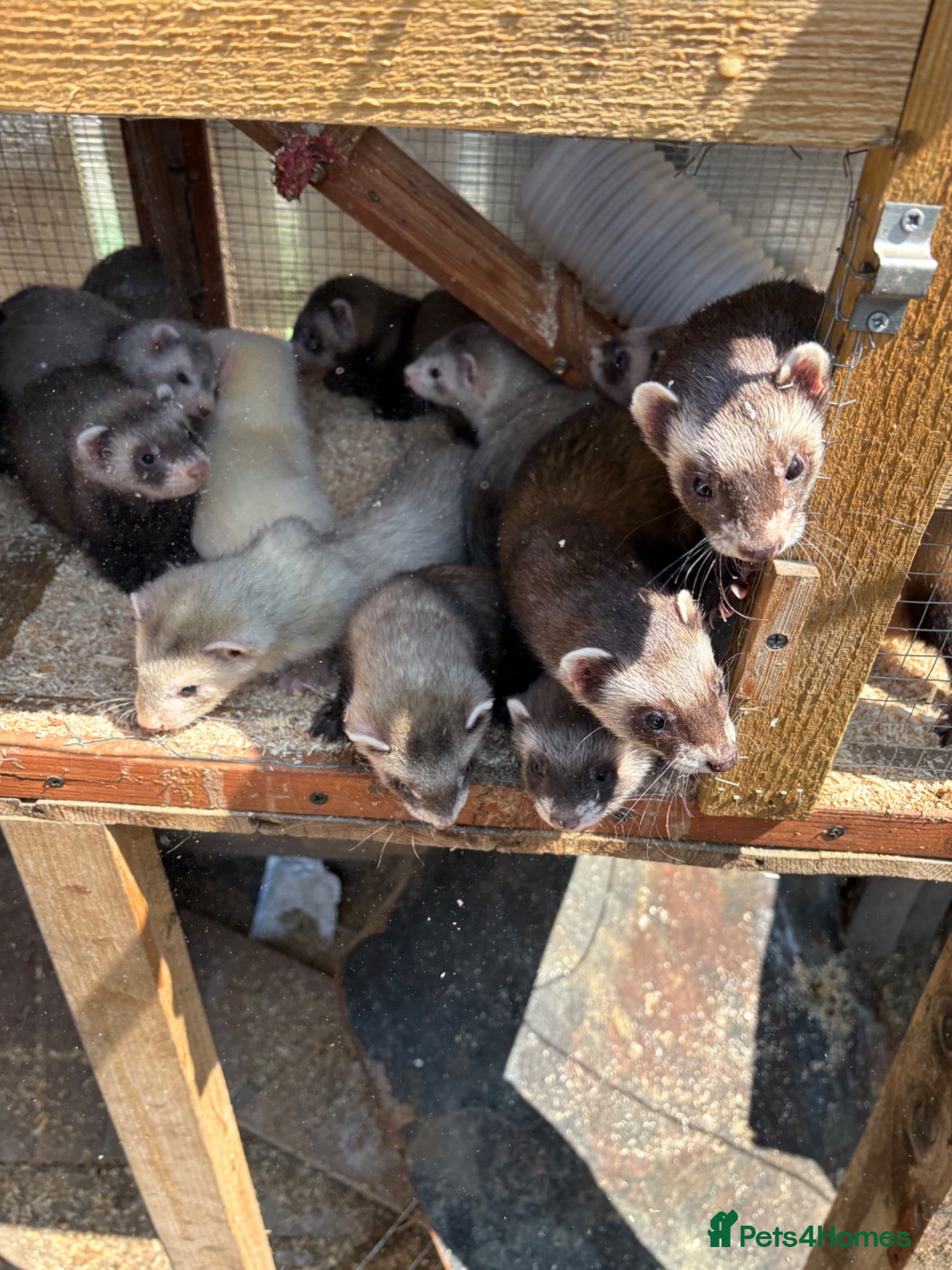 Ferret rodents Kits hobs and Jill’s  - Advert 15