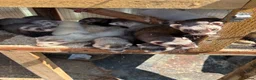 Ferret rodents for sale: Polecat kits  hobs and Jill’s  - Advert 4