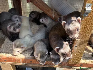 Ferret rodents Kits hobs and Jill’s - Advert 15