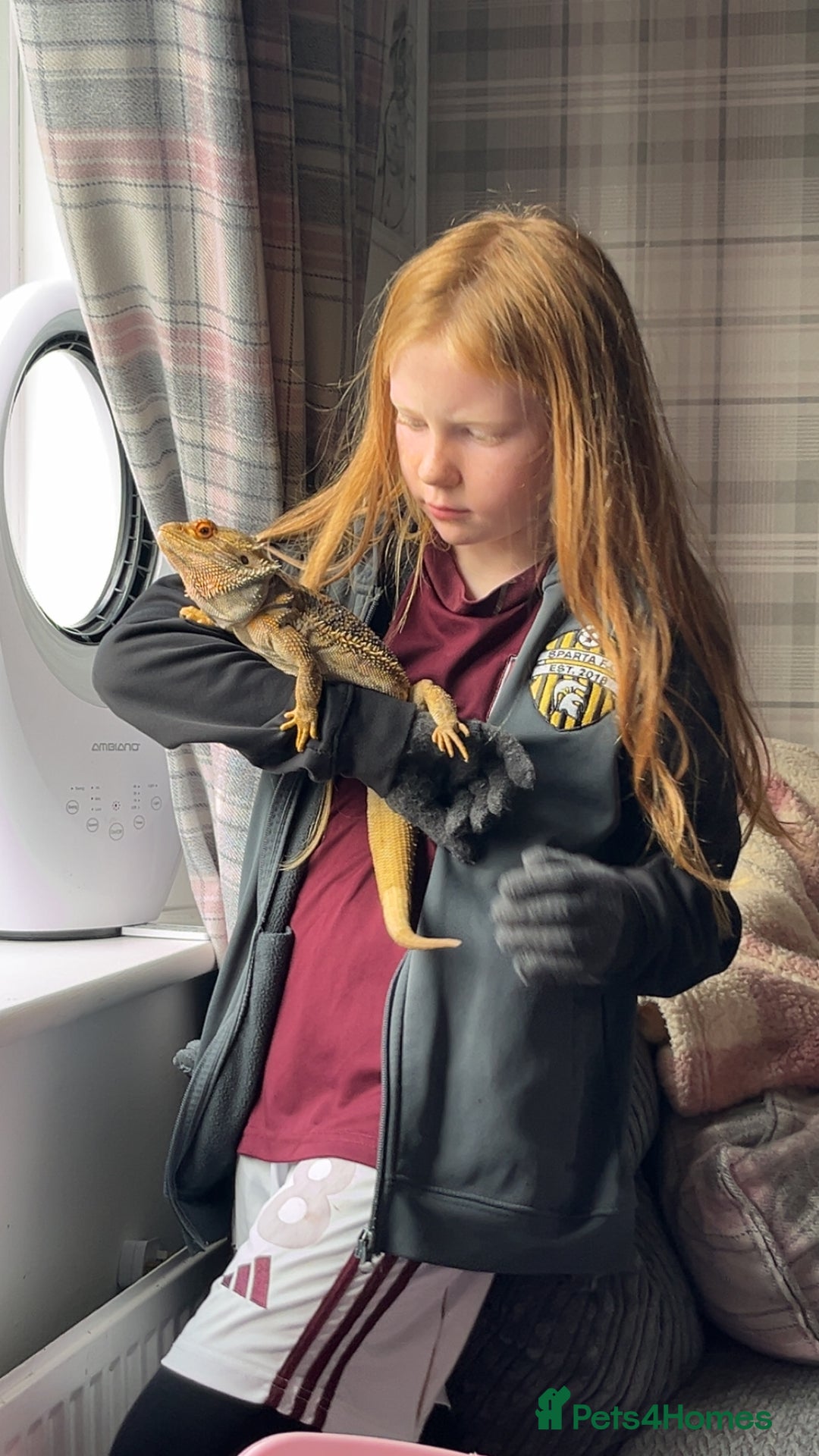 Bearded Dragon reptiles for sale: Bearded dragon AND viv - Image 2