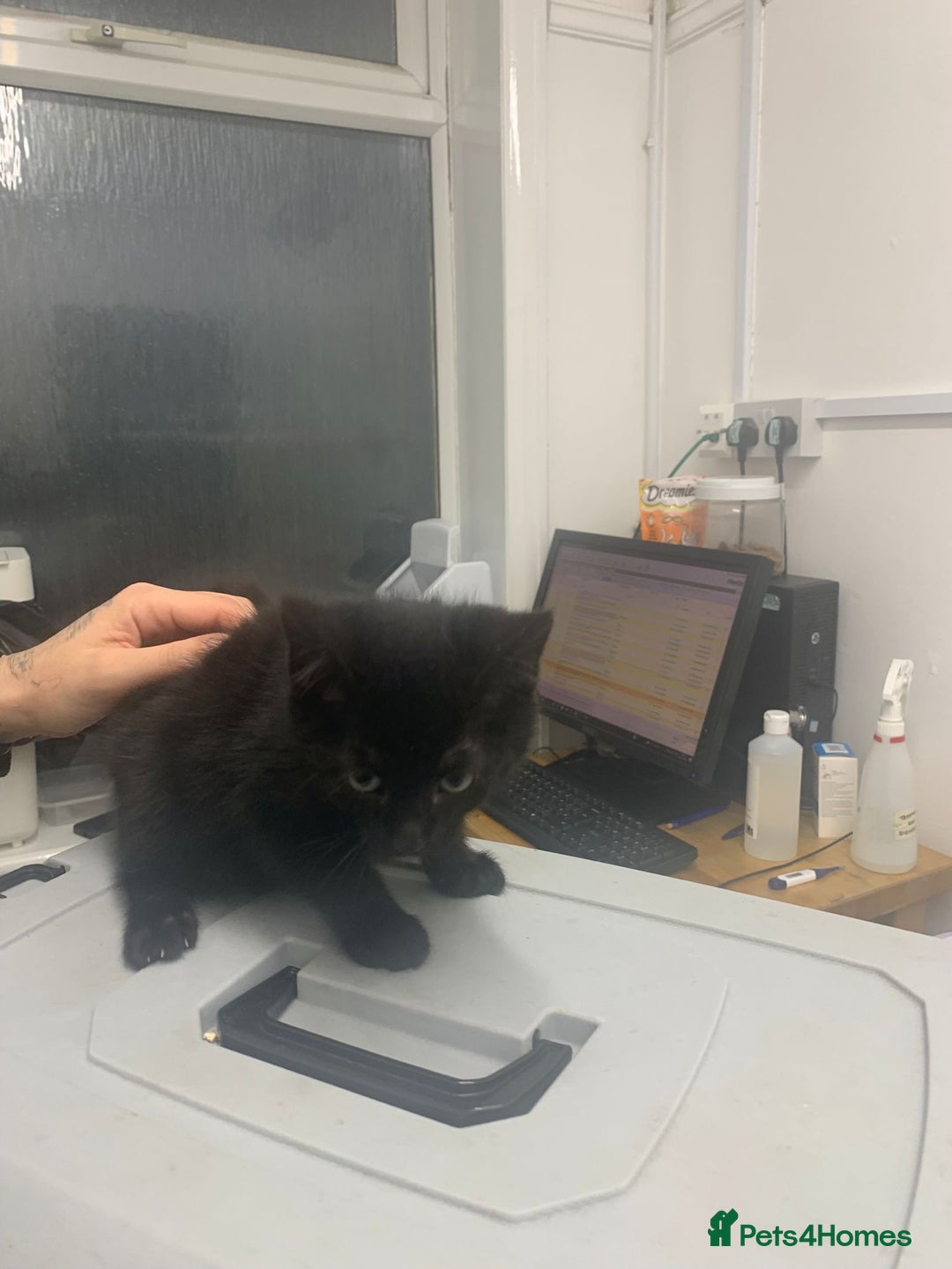 British Shorthair cats for adoption: 2 kittens still searching for a family  - Advert 2