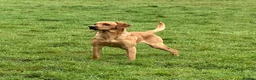 Labrador Retriever dogs for stud: Stunning Fox Red Labrador - Advert 5