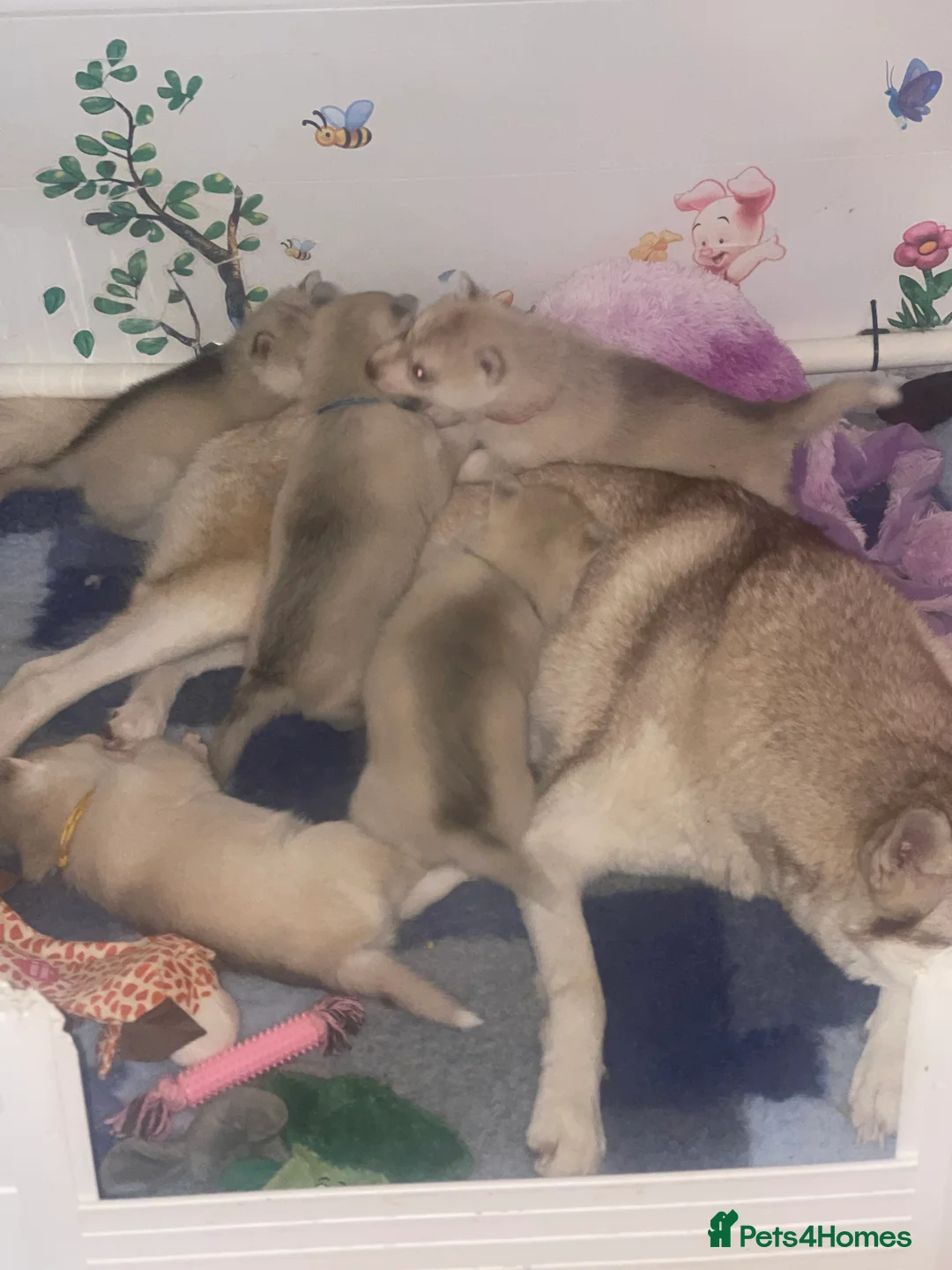 Siberian Husky dogs for sale: KC REGISTERED STUNNING CHUNKY PUPS - Advert 10