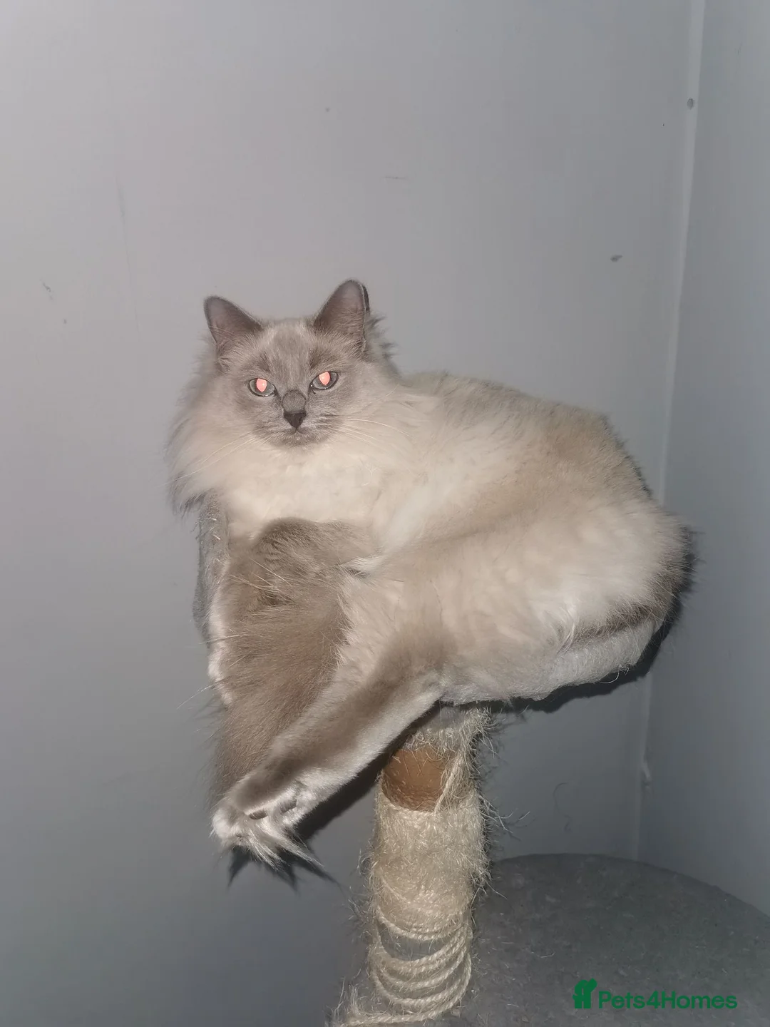 Ragdoll cats for sale:  7 Beautiful Ragdoll Boys 💝🐺 - Advert 7