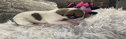 Mixed Breed dogs for sale: Lurcher cross pups  - Advert 11