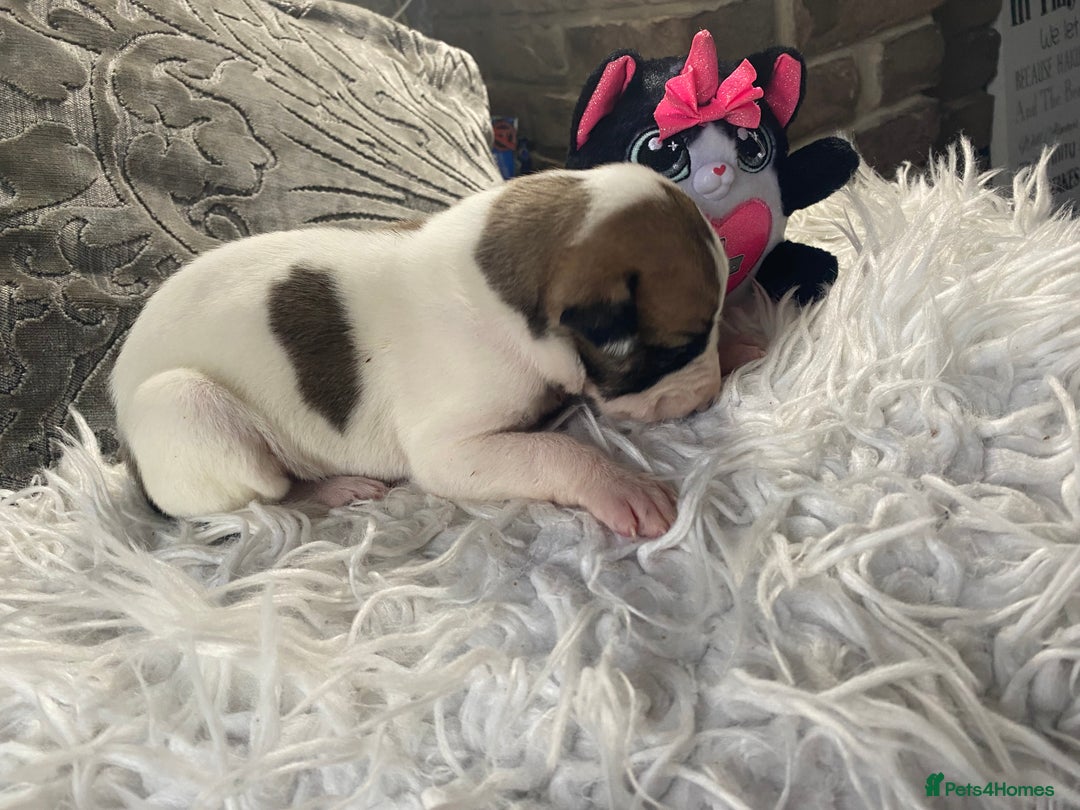 Mixed Breed dogs for sale: Lurcher cross pups  - Advert 11