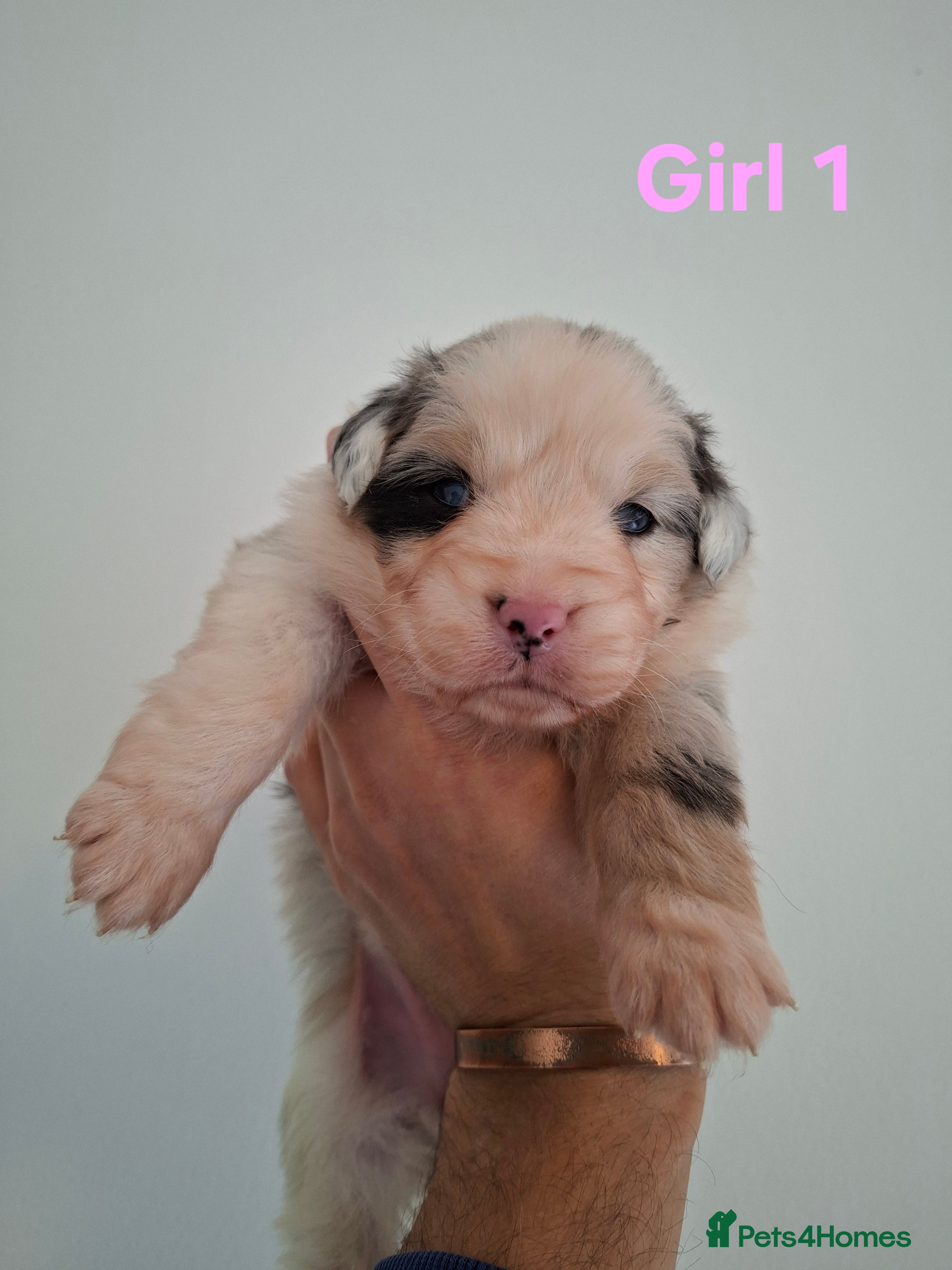 Australian Shepherd dogs ​🐾 Beautiful Australian Shepherd Puppies 🐾 - Advert 1
