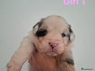 Australian Shepherd dogs 🐾 Beautiful Australian Shepherd Puppies 🐾 - Advert 8