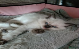 Ragdoll cats for sale: 💞 Beautiful Ragdoll 💞 - Image 10