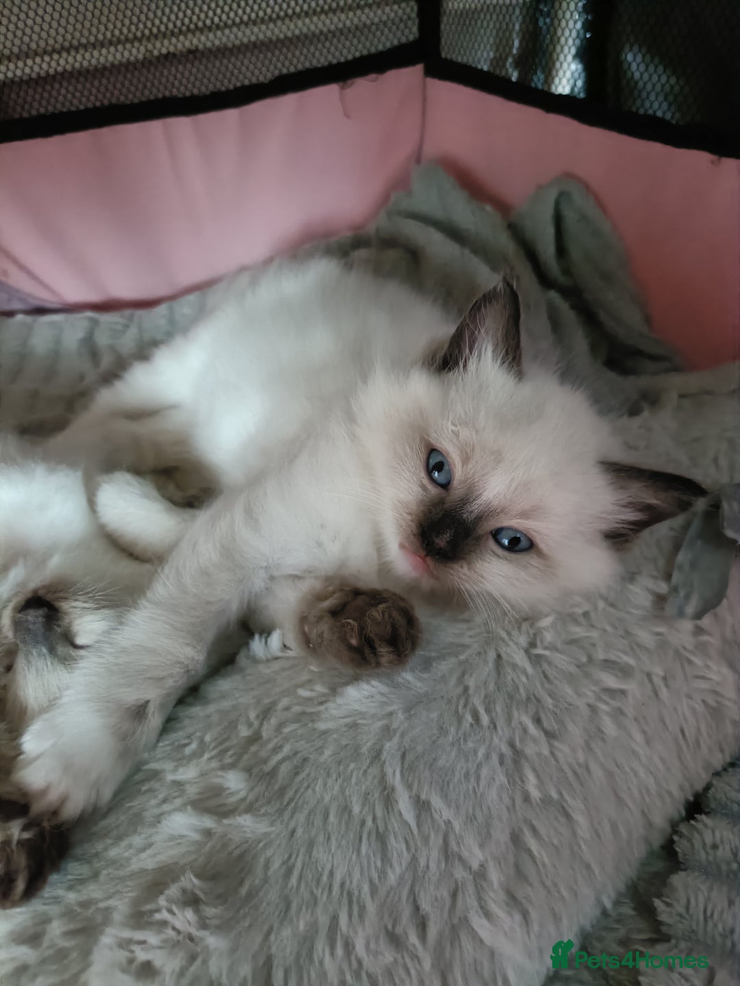 Ragdoll cats for sale: 💞 Beautiful Ragdoll 💞 - Image 10