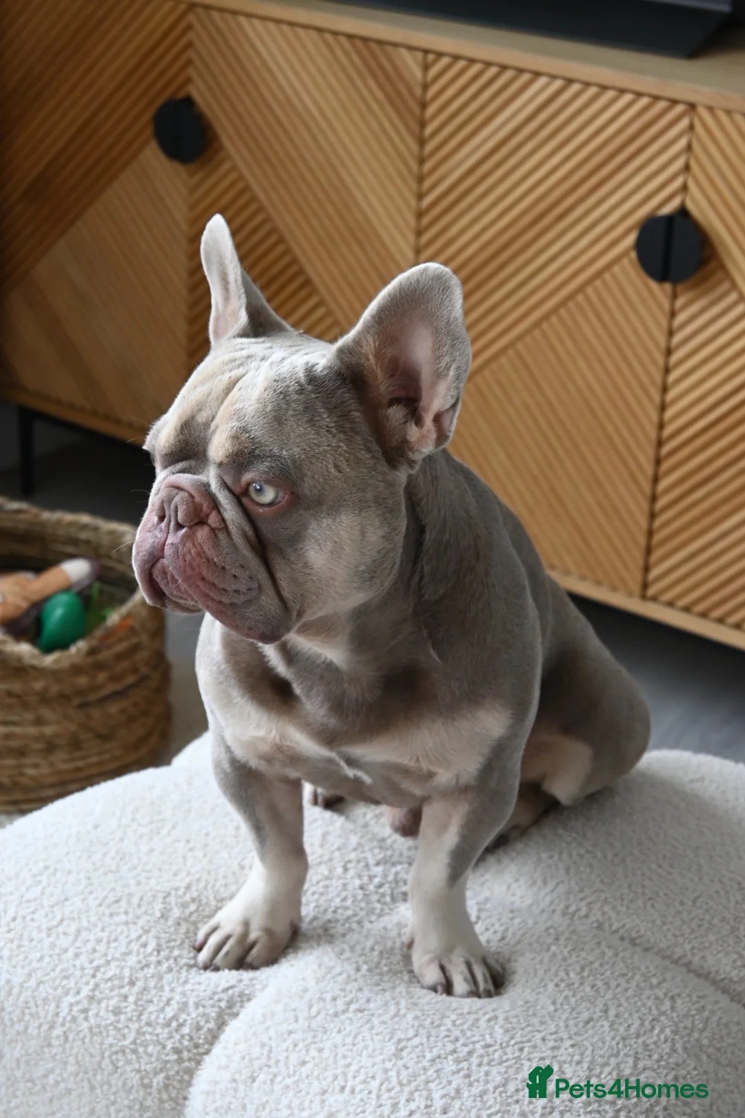 French Bulldog dogs for stud: KC Registered Isabella & Tan French Bulldog – Stud in Barking - Advert 2
