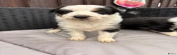 Border Collie dogs for sale: Gorgeous tri-coloured+black+white collie puppies  - Advert 5