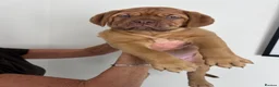 Dogue De Bordeaux dogs for sale: Dogue De Bordeaux puppies  - Advert 9