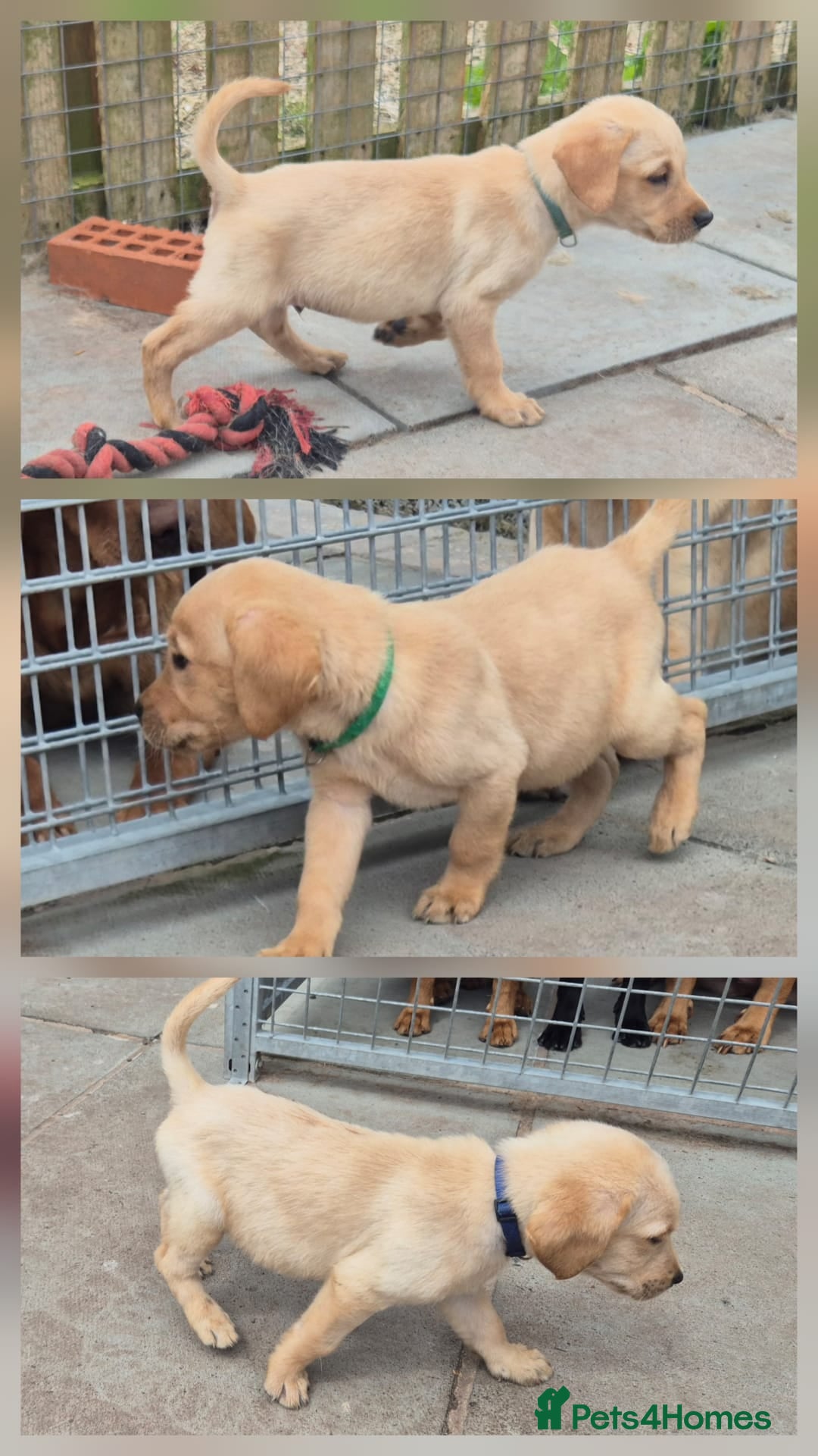 Labrador Retriever dogs READY TO LEAVE Top Quality KC Reg Labrador Pups - Advert 2