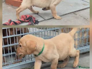 Labrador Retriever dogs READY TO LEAVE Top Quality KC Reg Labrador Pups - Advert 2