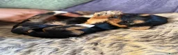 Yorkshire Terrier dogs for sale: 🌸🌸 Miniature Yorkshire Terrier Girl 🌸🌸 - Advert 3