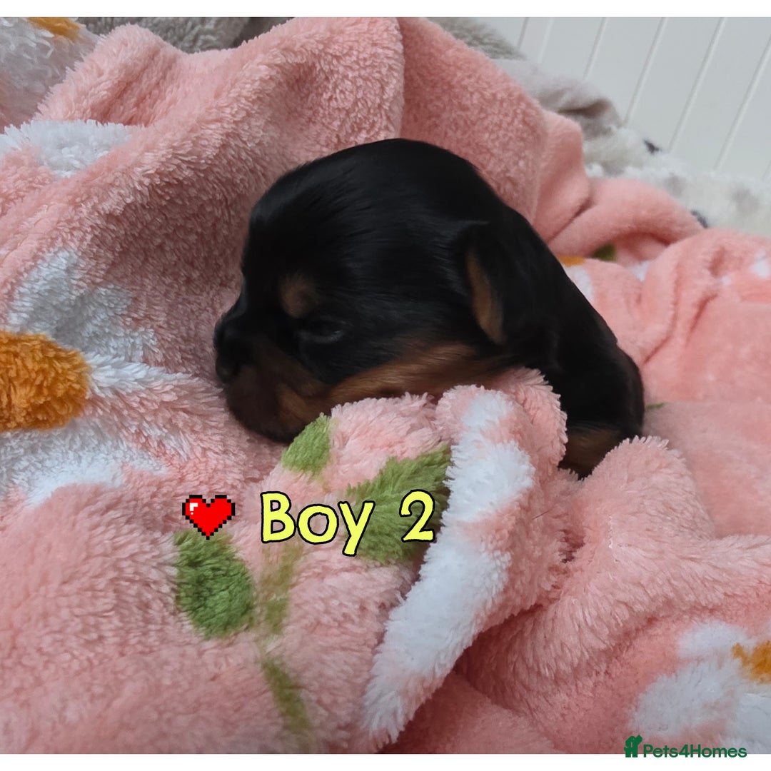 Yorkshire Terrier dogs for sale:  KC Yorkie Puppies🐶❤️ Sired by English Champion🏆 - Advert 9