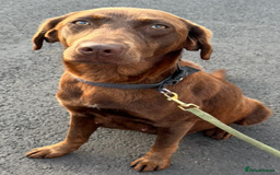 Labrador Retriever dogs for sale: LABRADOR PUPPIES - Image 6