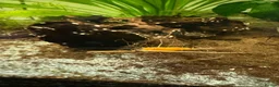 Mixed Breed invertebrates for sale: 120l tank cabinet and 8 shrimp  in Newtown - Advert 6