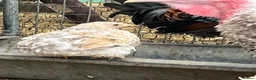 Chickens poultry for sale: Chickens and bantam and hatching eggs  - Advert 4