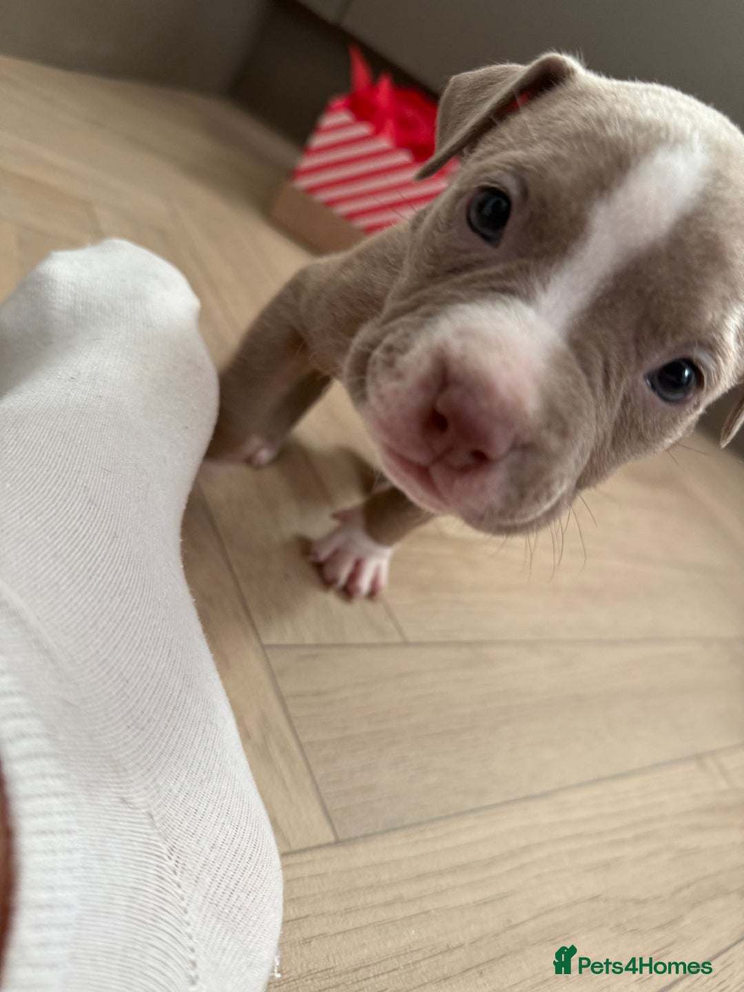 American Bully dogs for sale: 8 gorgeous American Bully pups 🐶 - Advert 10