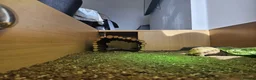 Tortoise reptiles for sale: 🐢 Horsfield Tortoise – Full Setup Included 🏡 in Manchester - Advert 3