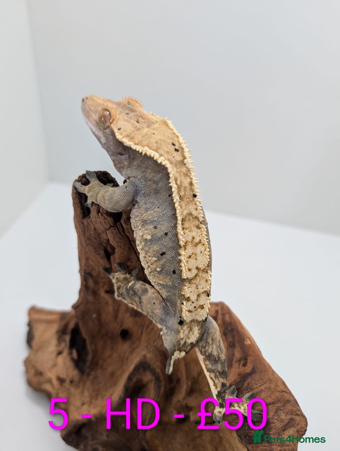 Gecko reptiles for sale: Adult Crested Geckos - Image 6