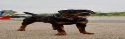 Rottweiler dogs for stud: KC Registered Rottweiler Stud - Advert 5