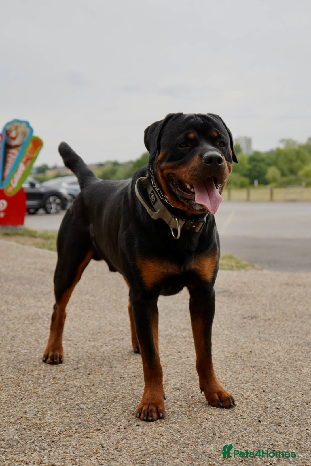 Rottweiler dogs for stud: KC Registered Rottweiler Stud - Advert 5