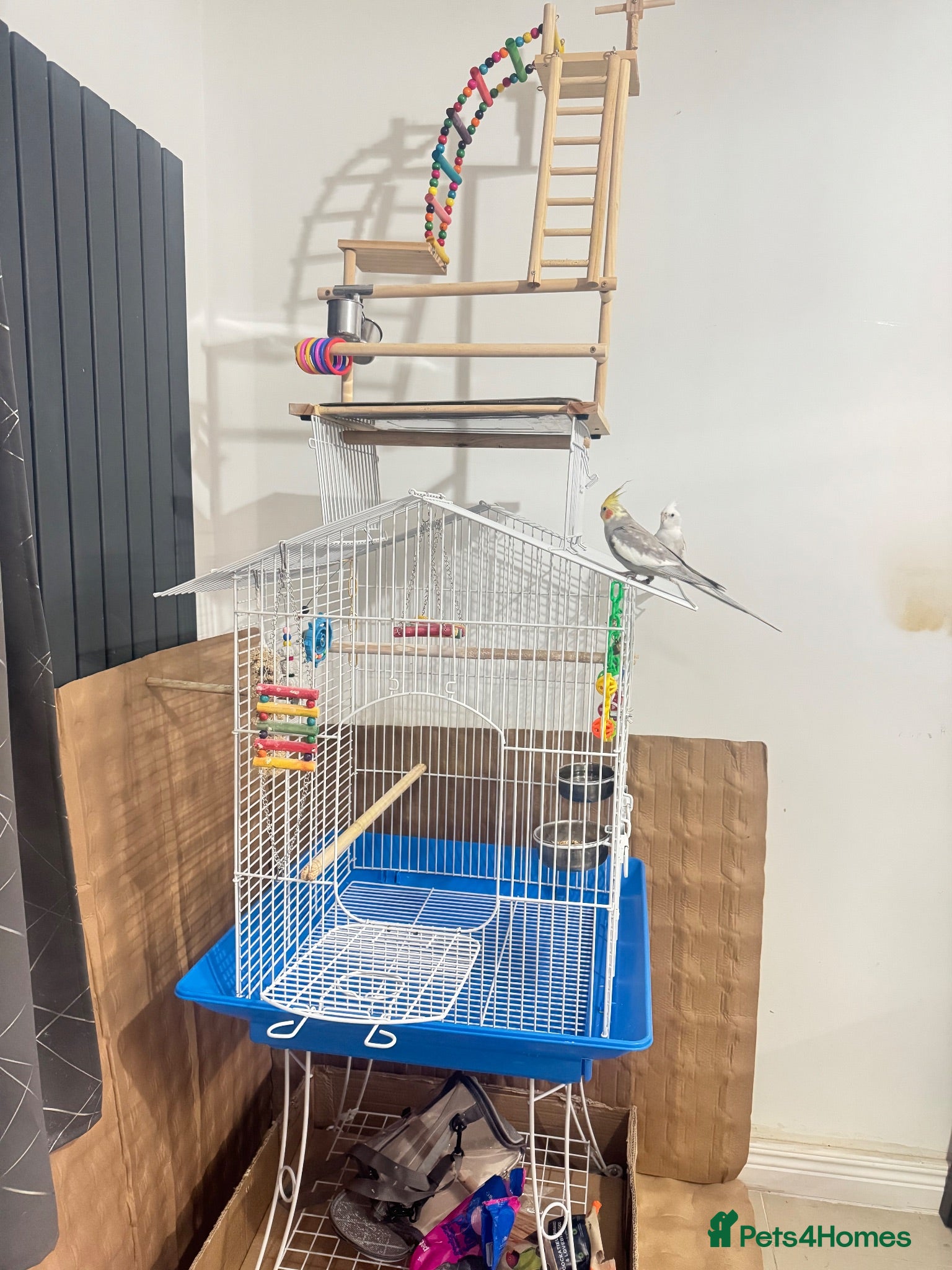 Cockatiels birds Semi Tamed Cockatiels Male and Female For Sale - Advert 2